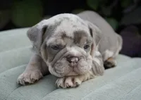 Chester, a male English Bulldog and Olde English Bulldogge for sale in Millersburg, IN – 3 of 5