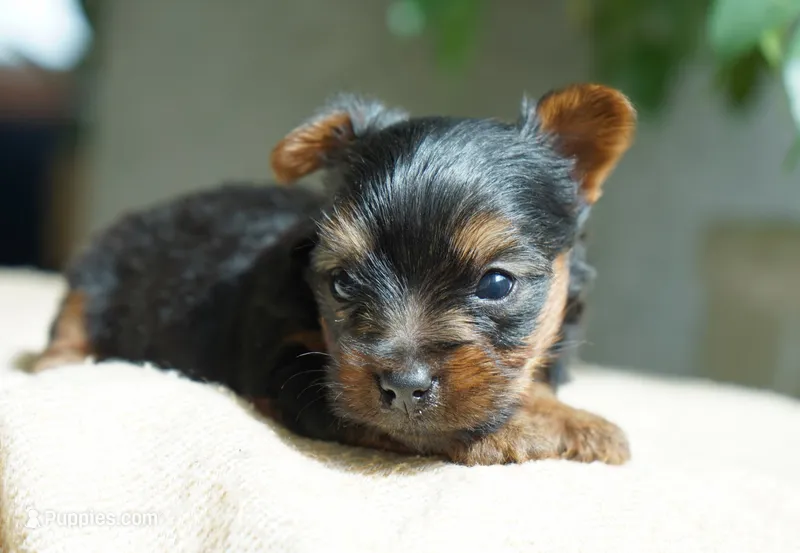 Gizmo – Yorkshire Terrier puppy for sale in Millersburg, IN