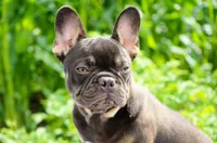 Olivia, a female French Bulldog for sale in Millersburg, IN – 4 of 4