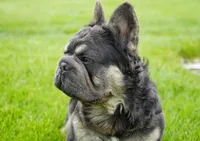***Not for Sale***  Stud Fee Only, a male French Bulldog for sale in Millersburg, IN – 2 of 4