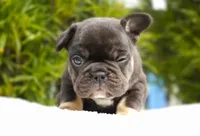 Truffle , a female French Bulldog for sale in Millersburg, IN – 2 of 4