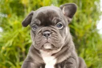 Truffle , a female French Bulldog for sale in Millersburg, IN – 3 of 4