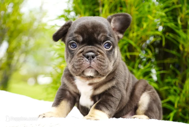 Truffle  – French Bulldog puppy for sale in Millersburg, IN