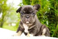 Truffle , a female French Bulldog for sale in Millersburg, IN – 1 of 4