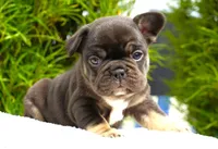 Truffle , a female French Bulldog for sale in Millersburg, IN – 4 of 4