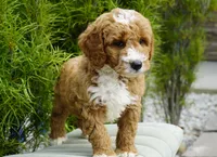 Biscuit, a male Goldendoodle for sale in Millersburg, IN – 3 of 5