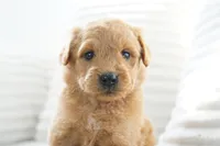 Nova, a female Goldendoodle for sale in Millersburg, IN – 5 of 8