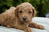 Cinnamon, a male Goldendoodle for sale in Millersburg, IN – Photo 3 of 4