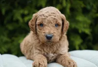 Cinnamon, a male Goldendoodle for sale in Millersburg, IN – Photo 4 of 4
