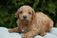 Cinnamon, a male Goldendoodle for sale in Millersburg, IN – Photo 2 of 4