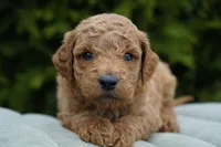 Cinnamon, a male Goldendoodle for sale in Millersburg, IN – Photo 1 of 4