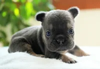 Sophie, a female French Bulldog for sale in Millersburg, IN – 2 of 5