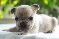 Winston, a female French Bulldog for sale in Millersburg, IN – 4 of 4