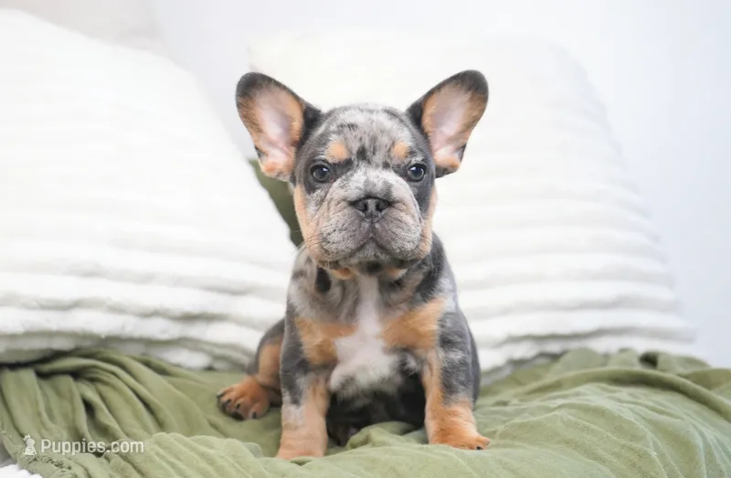 Bessie – French Bulldog puppy for sale in Millersburg, IN