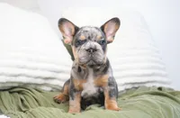 Bessie, a female French Bulldog for sale in Millersburg, IN – 1 of 7