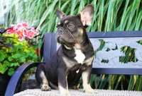 Mochi, a female French Bulldog for sale in Millersburg, IN – 7 of 10