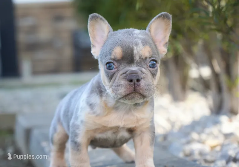 Oliver – French Bulldog puppy for sale in Millersburg, IN