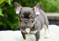 Truffle , a female French Bulldog for sale in Millersburg, IN – 3 of 7