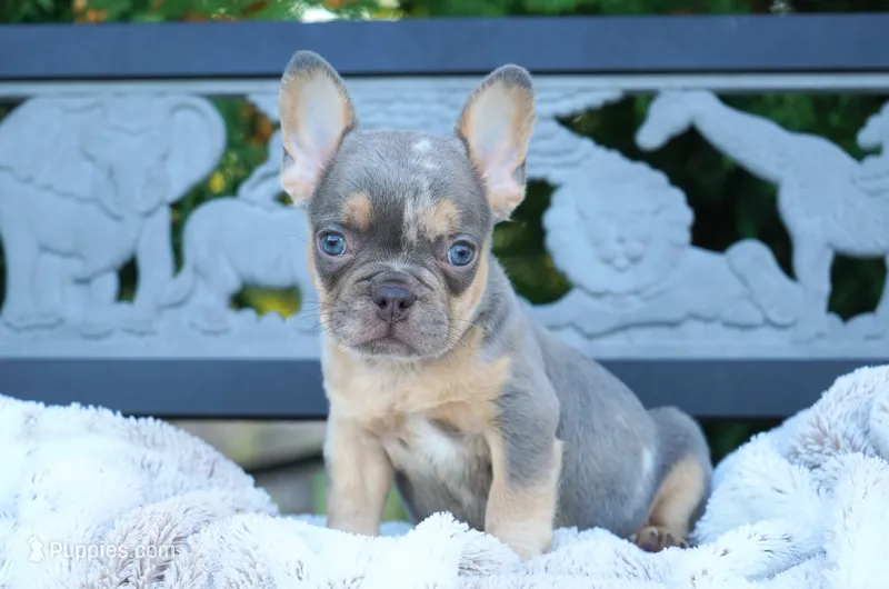 Oliver – French Bulldog puppy for sale in Millersburg, IN