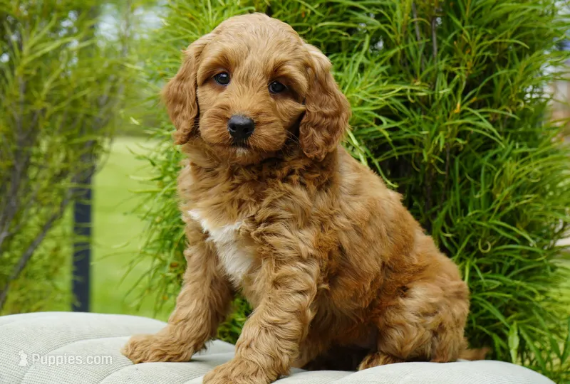 Honey – Goldendoodle puppy for sale in Millersburg, IN