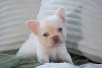 Stanley, a male French Bulldog for sale in Millersburg, IN – 5 of 6