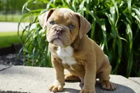 Gucci, a male English Bulldog and Olde English Bulldogge for sale in Millersburg, IN – 3 of 4
