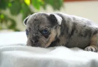 Aspen, a female French Bulldog for sale in Millersburg, IN – 2 of 4