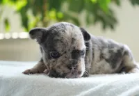 Polly, a female French Bulldog for sale in Millersburg, IN – 2 of 4