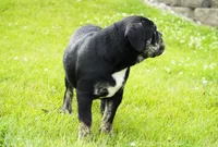 Eleanor , a female English Bulldog and Olde English Bulldogge for sale in Millersburg, IN – 2 of 5