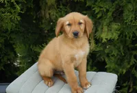 Simba, a male Golden Retriever for sale in Millersburg, IN – 8 of 9