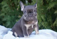 Benji, a male French Bulldog for sale in Millersburg, IN – Photo 3 of 5