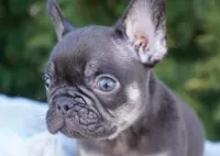 Benji, a male French Bulldog for sale in Millersburg, IN – Photo 2 of 5