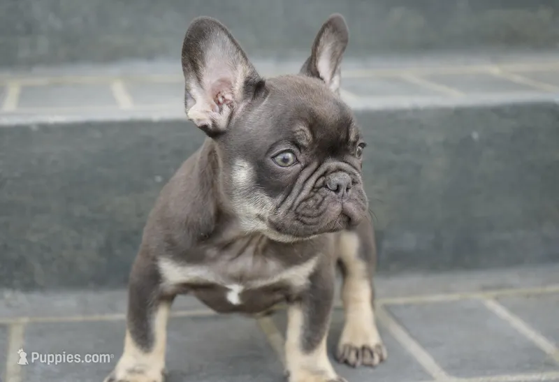 Benji – French Bulldog puppy for sale in Millersburg, IN