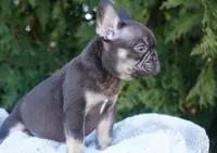 Benji, a male French Bulldog for sale in Millersburg, IN – Photo 5 of 5