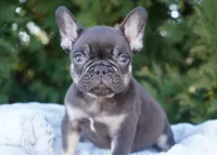 Benji, a male French Bulldog for sale in Millersburg, IN – Photo 4 of 5