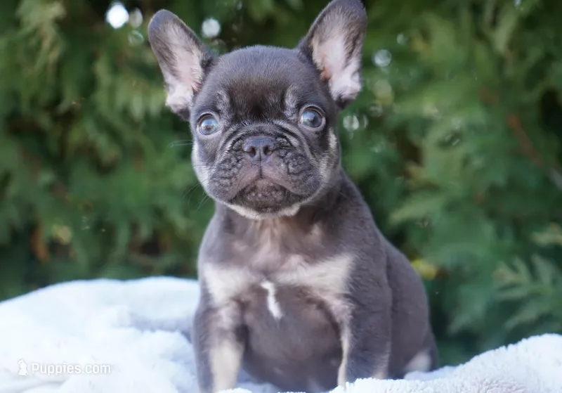 Benji – French Bulldog puppy for sale in Millersburg, IN