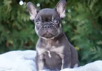 Benji, a male French Bulldog for sale in Millersburg, IN – Photo 1 of 5