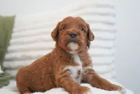 Pruitt, a male Miniature Goldendoodle for sale in Millersburg, IN – 4 of 10