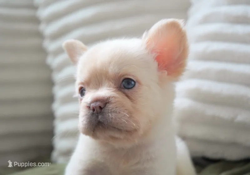Stanley – French Bulldog puppy for sale in Millersburg, IN