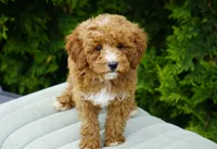 Berry, a male Goldendoodle for sale in Millersburg, IN – 10 of 10