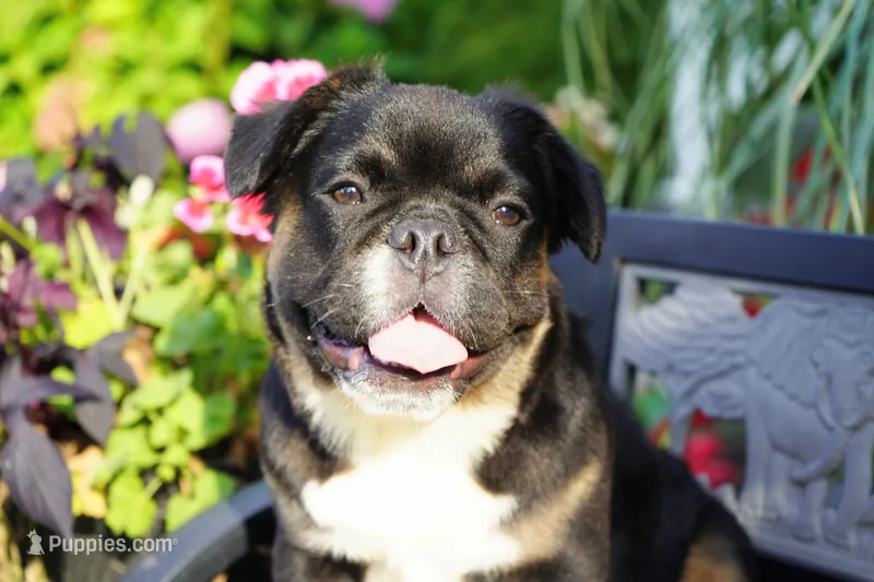 Panda – French Bulldog puppy for sale in Millersburg, IN