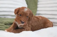 Pruitt, a male Miniature Goldendoodle for sale in Millersburg, IN – 2 of 10