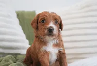 Puddles, a female Miniature Goldendoodle for sale in Millersburg, IN – 4 of 6