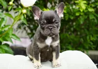 Truffle , a female French Bulldog for sale in Millersburg, IN – 4 of 7