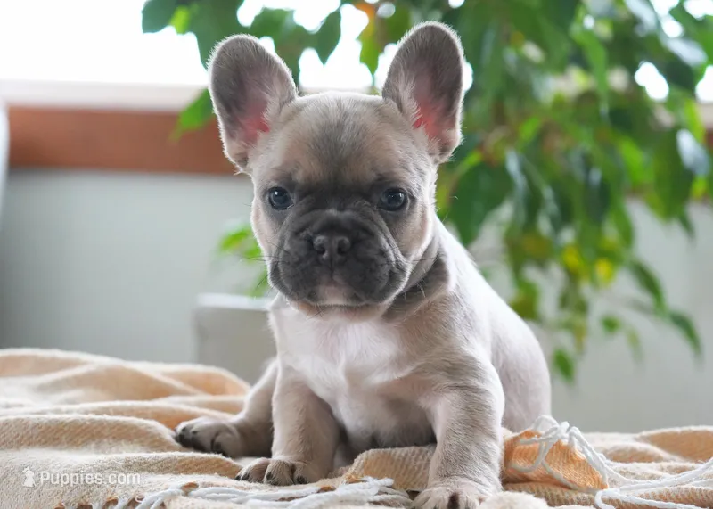 Poppy – French Bulldog puppy for sale in Millersburg, IN