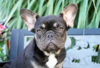 Mochi, a female French Bulldog for sale in Millersburg, IN – 6 of 10