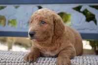 Theo , a male Goldendoodle for sale in Millersburg, IN – 5 of 5