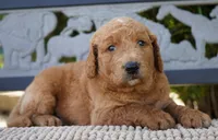 Theo , a male Goldendoodle for sale in Millersburg, IN – 4 of 5