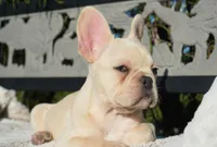 Tinker , a male French Bulldog for sale in Millersburg, IN – 5 of 5