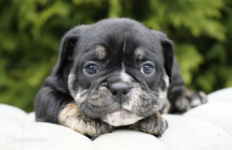 Eleanor  – English Bulldog, Olde English Bulldogge puppy for sale in Millersburg, IN